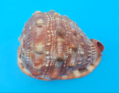 Bullmouth Helmet Shell 6.5