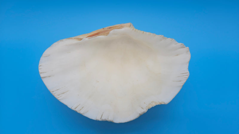 Bear Paw Clam dish 7.2-inch white scalloped seashell bowl for coastal display décor