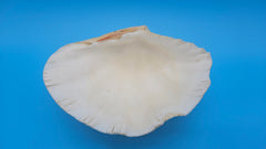 Bear Paw Clam dish 7.2-inch white scalloped seashell bowl for coastal display décor