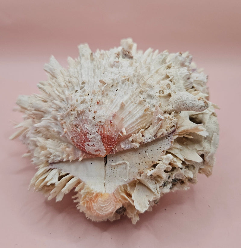 Spiky white Spondylus shell with ridged texture and sharp coral-like points, shown on a blue background