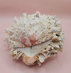 Spiky white Spondylus shell with ridged texture and sharp coral-like points, shown on a blue background