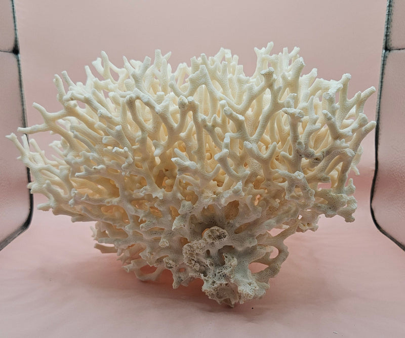 intage Birdsnest coral specimen with dense white branching 