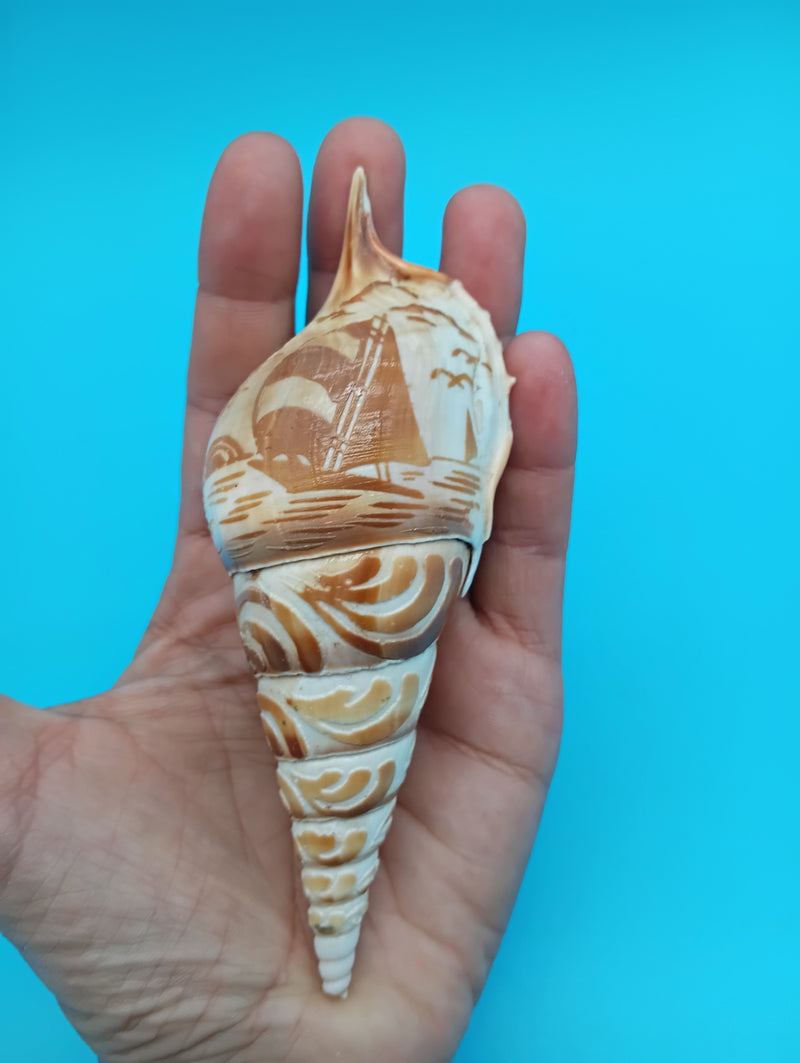 5" carved Tibia shell with sailboat coastal scene