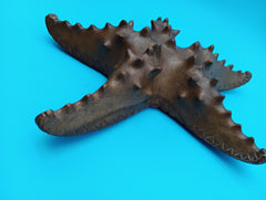 Hand carved wooden starfish coastal décor 9–10
