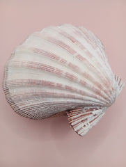 Natural Lion's Paw seashell pair, 5.0 by 5.2 inches, with textured barnacle accents and coastal tones