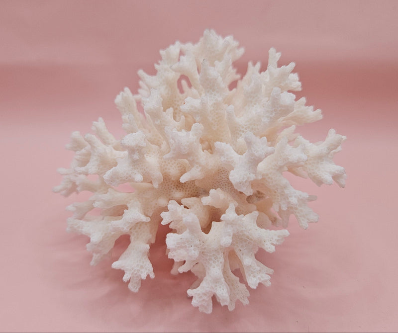 vintage white table coral specimen with flattened branches on pink background