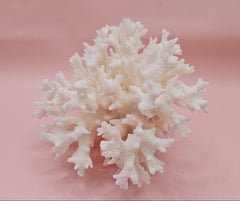 vintage white table coral specimen with flattened branches on pink background