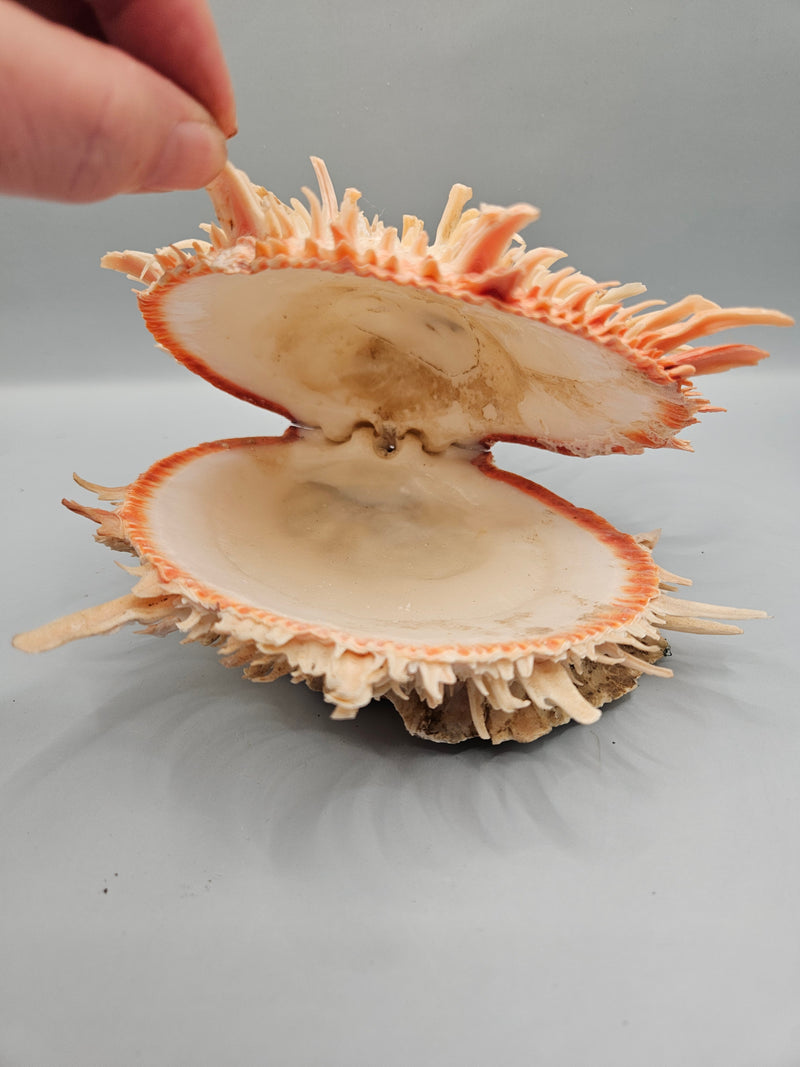 Vintage Spondylus shell, 6.5 inches wide, featuring natural spines and vibrant color, perfect for ocean-themed décor or collections.