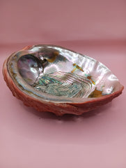 Red Abalone Shell with Iridescent Interior – 8.5
