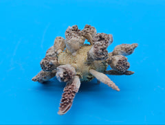 Pine Tree Urchin display shell 2.8 inches with natural spiny details for coastal home décor