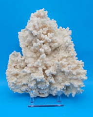 Large Merulina Coral Specimen 11.5