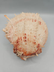 Vintage Spondylus shell, 5 inches wide, featuring natural spines and vibrant color, perfect for ocean-themed décor or collections.