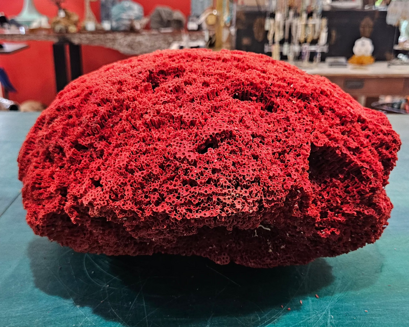 Large red pipe coral specimen with natural tube structure and dome shape, measuring 13x11.5x8 inches