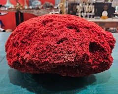 Large red pipe coral specimen with natural tube structure and dome shape, measuring 13x11.5x8 inches