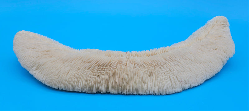 Tongue-shaped mushroom coral with ridged ivory surface on a blue background
