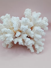 Vintage Brownstem Coral with natural branch form – 7.5 x 4.5 x 5 inches coastal decor accent