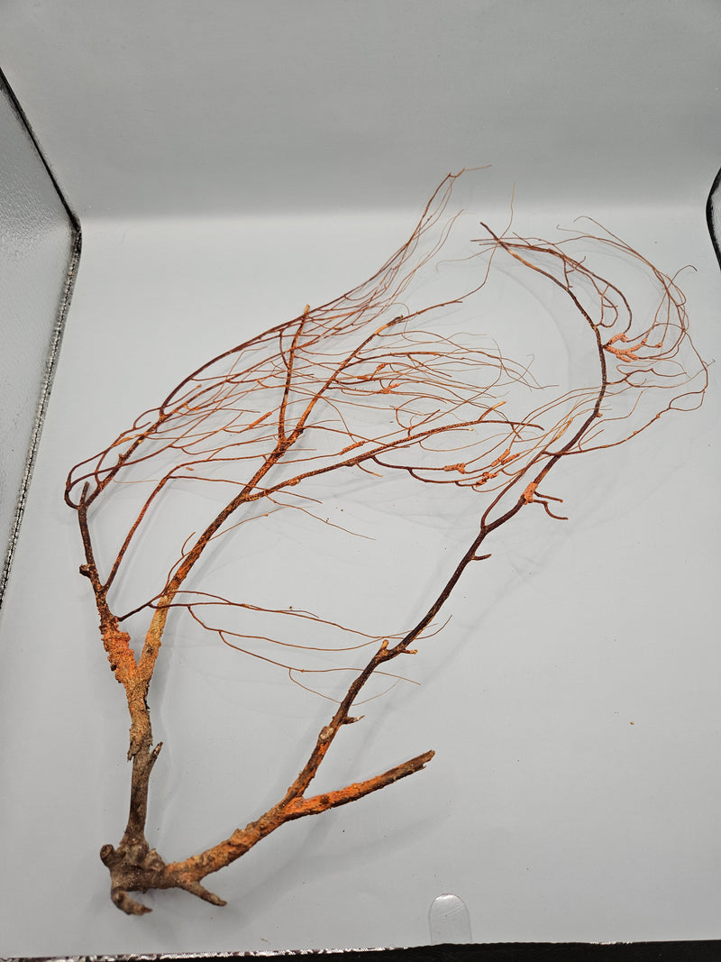 Natural sea fan coral, 16 inches by 8.5 inches , with delicate branching, perfect for coastal or nature-inspired décor