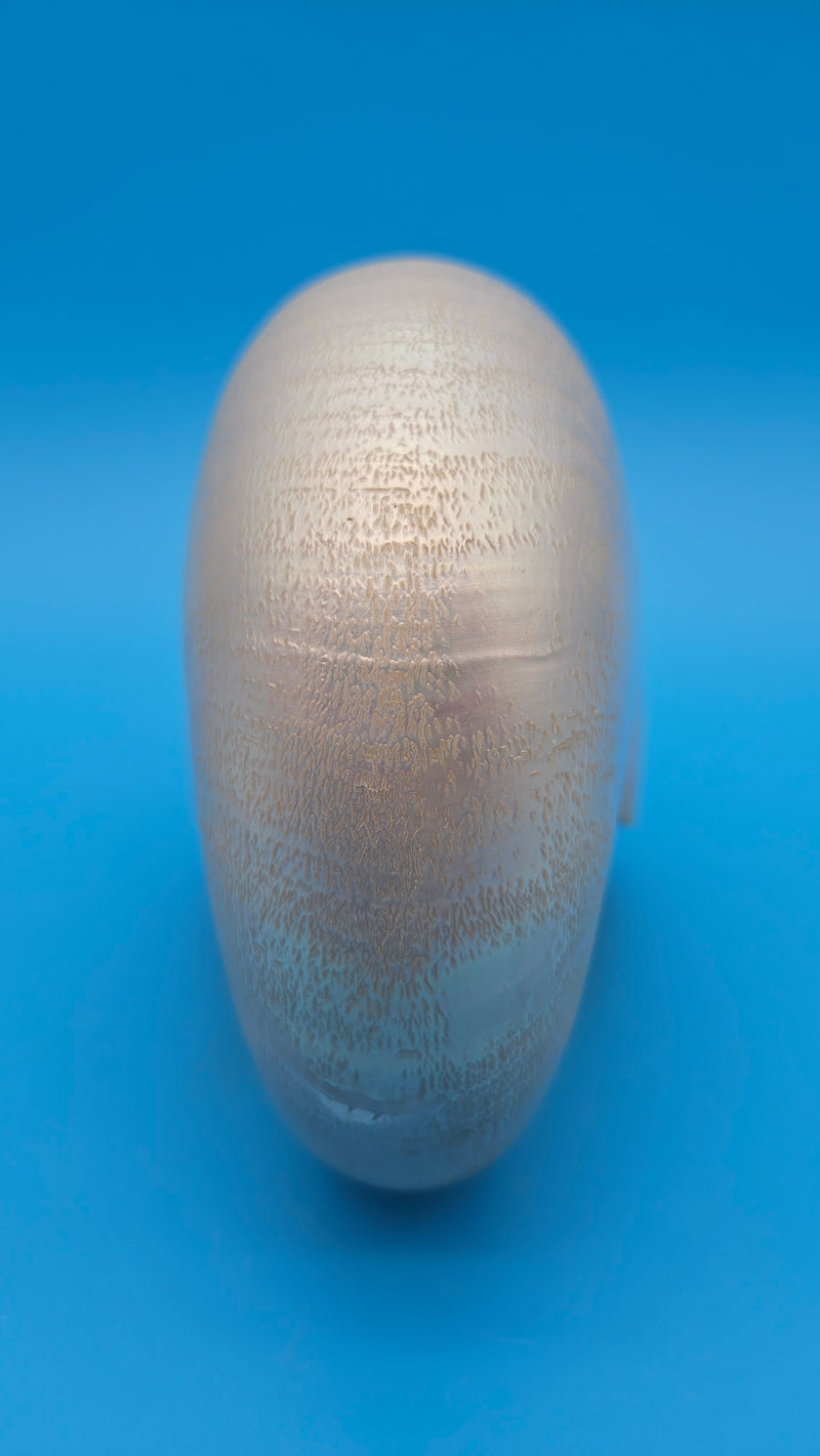 Polished Pearl Nautilus Shell Display – 6.5"