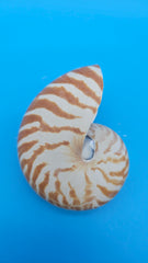 Tiger Nautilus Shell – Striking Natural Ocean Decor 4