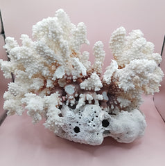 Vintage Brownstem and Brain Coral fusion – 12 x 8 x 9.5 inches rare coastal marine decor