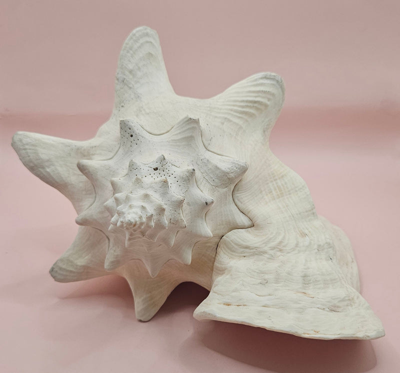 Large queen conch shell with flared pink interior and spiral tip, 9 inches, perfect for coastal home decor