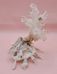  white display shell with attached coral on pink background