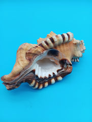 Perry Triton Cymatium 5.9