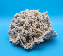 Vintage Merulina coral specimen for coastal home decor - natural marine piece