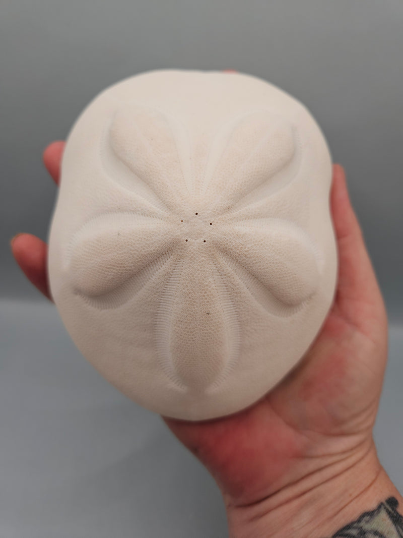 sea biscuit puffer, thick natural sand dollar with beige texture, perfect for coastal décor or crafts