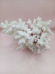Vintage Brownstem Coral with textured brown branches – 10 x 8.25 x 6.5 inches coastal display piece