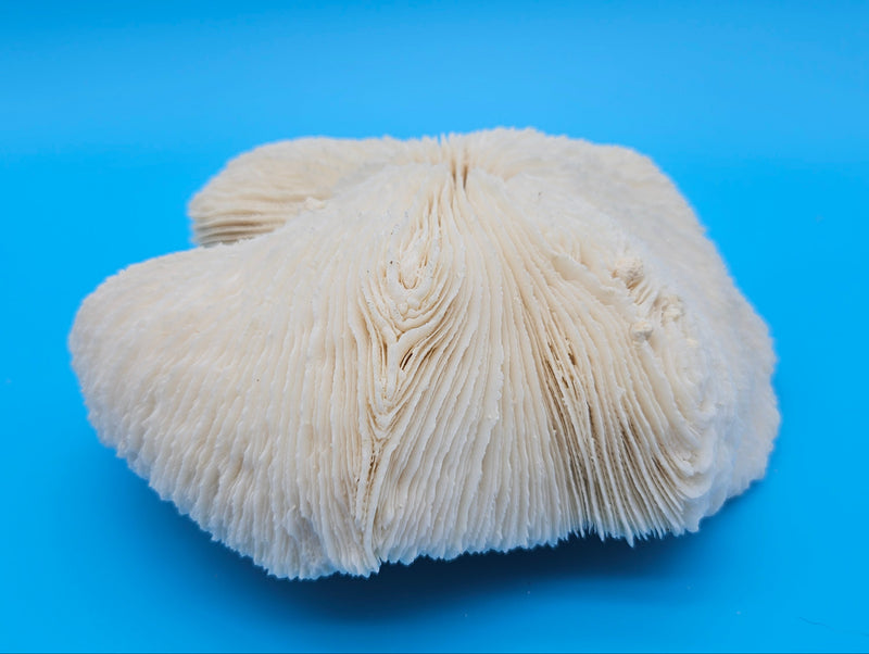 Rounded mushroom coral with radial ivory ridges and domed shape on blue background