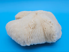 Rounded mushroom coral with radial ivory ridges and domed shape on blue background