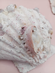 Lion's Paw seashell pair, 5.4 by 4.8 inches, with barnacles and crustacean markings in natural coastal tones