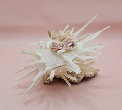 Spiny white spondylus shell with orange center mounted on coral base for coastal display