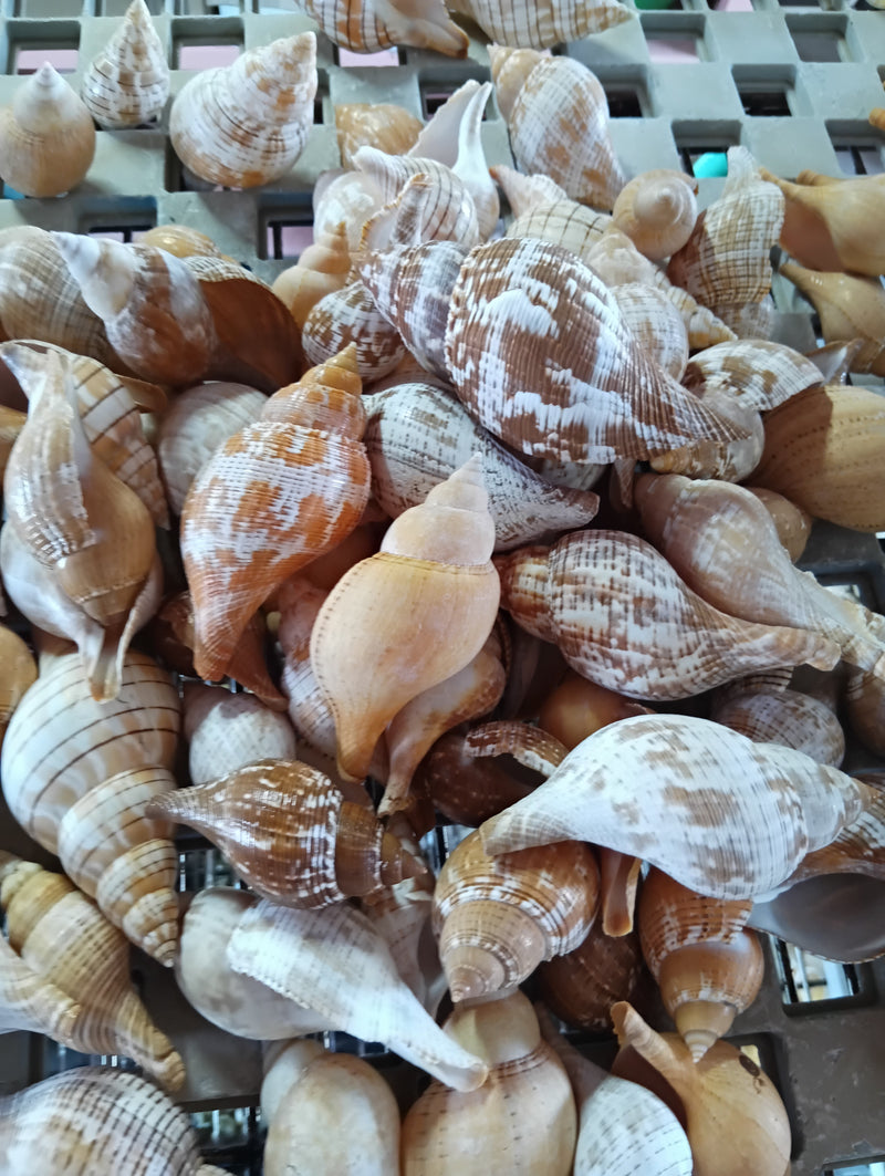 Mixed Tulip Shell