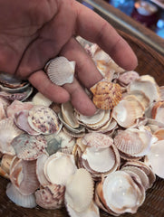 Baby Beach Collected Scallops