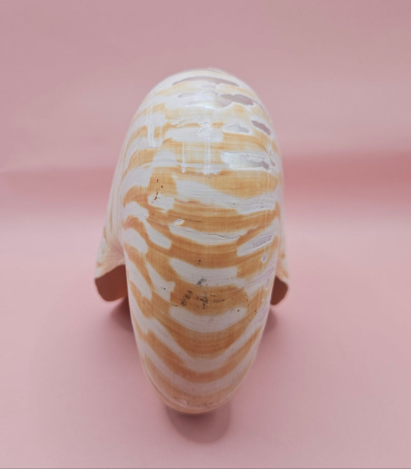 6-inch natural nautilus shell with smooth spiral pattern and creamy pearlescent finish.