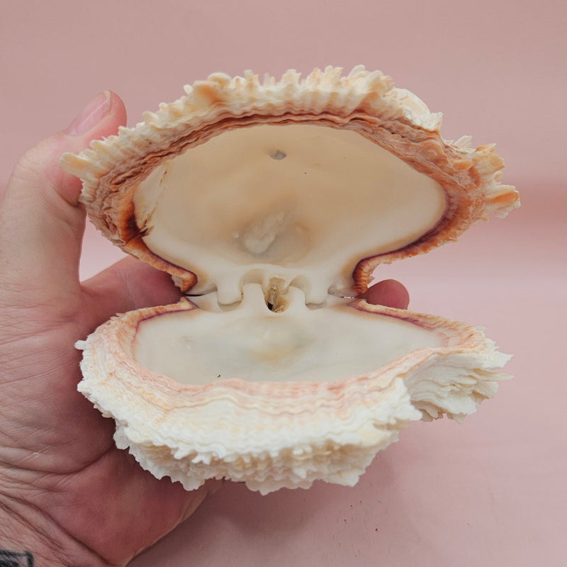 Cream hinged Spondylus shell with barnacle growth and textured spines, 4.7 inches long on a pink background
