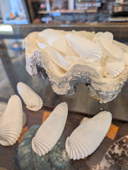 Angel Wing Shells