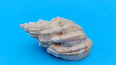 Sydaphera spengleriana shell, ribbed spiral form, creamy beige tones with subtle brown banding, 2.3 inches.