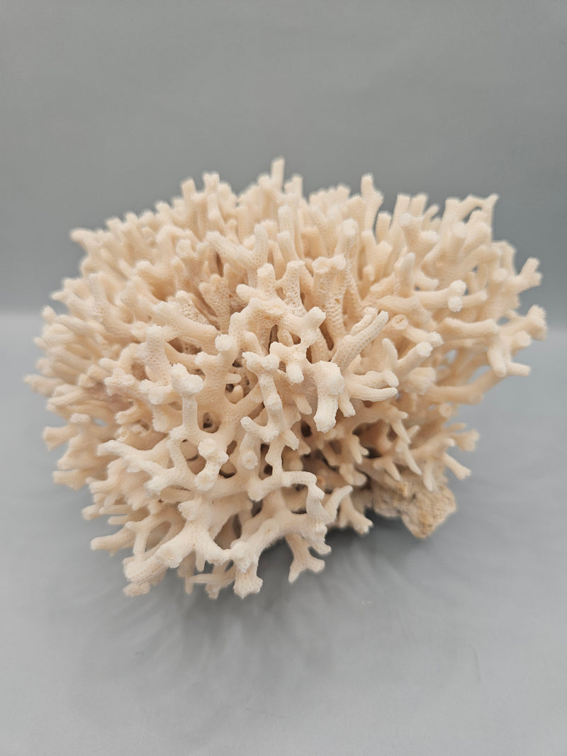 A 6.5"x5.5" Table Coral Acropora Latistella with intricate branching patterns, ideal for ocean or coastal-themed decor.