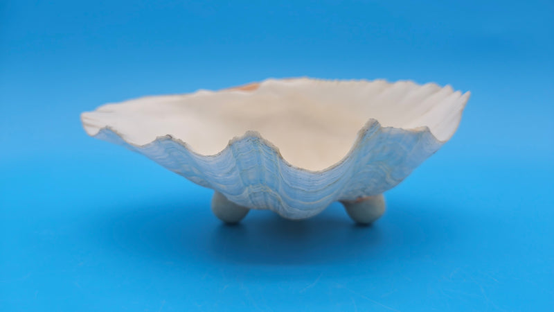 Bear Paw Clam dish 7.2-inch white scalloped seashell bowl for coastal display décor