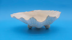 Bear Paw Clam dish 7.2-inch white scalloped seashell bowl for coastal display décor