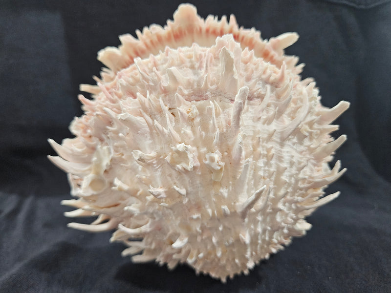 Spondylus Shell Pair - Exact Shell Shown