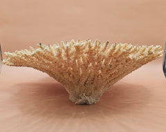Natural dried table coral specimen with dense, beige-colored branching, ideal for coastal home décor, beach wedding centerpieces, or marine-themed interior styling