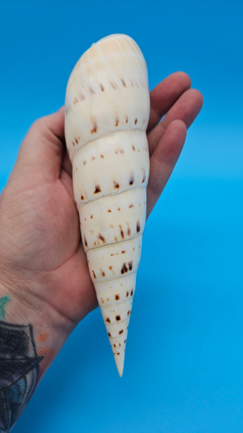 Polished Marlin Spike display shell for coastal home decor – premium natural specimen 7.2"
