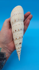 Polished Marlin Spike display shell for coastal home decor – premium natural specimen 7.2