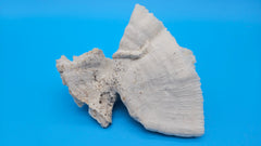Vintage Candy Cane Coral specimen for coastal home decor - natural marine piece