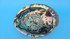 Green Abalone Shell with Pearl – 8