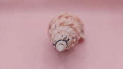 natural Fulgoraria pervostiana angulosa shell with cream, tan, and black markings.